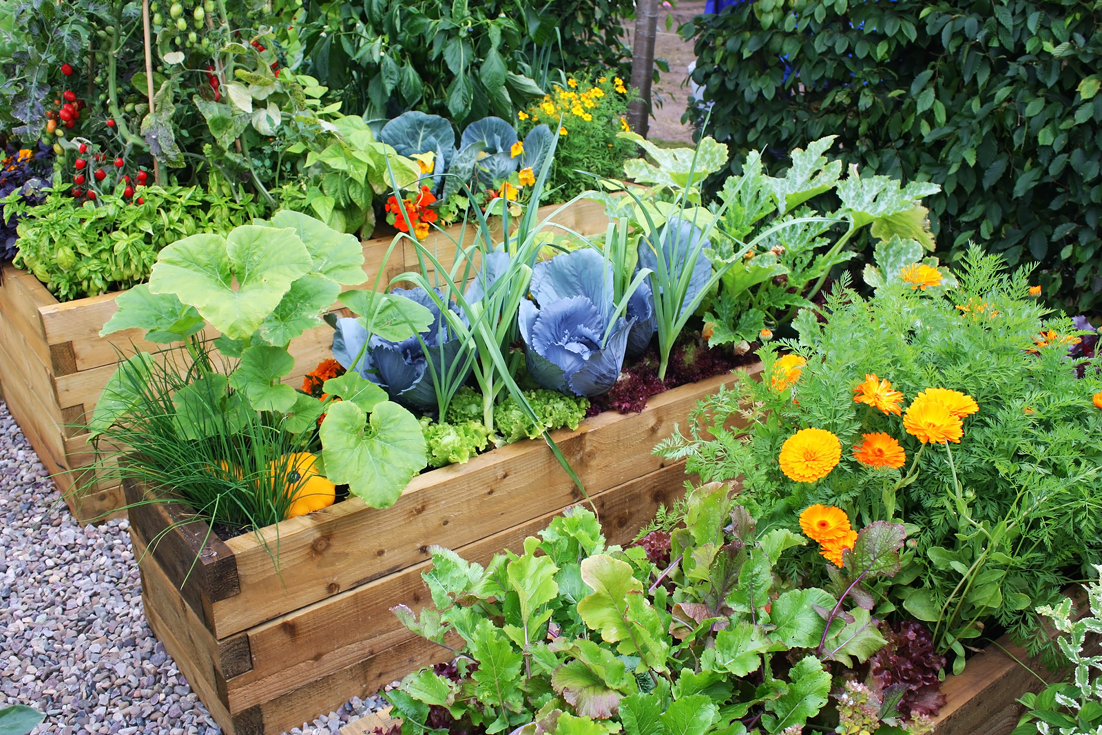 tips for a growing a lush organic garden in your yard